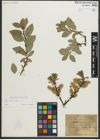 Foto von Salix myrsinites L.